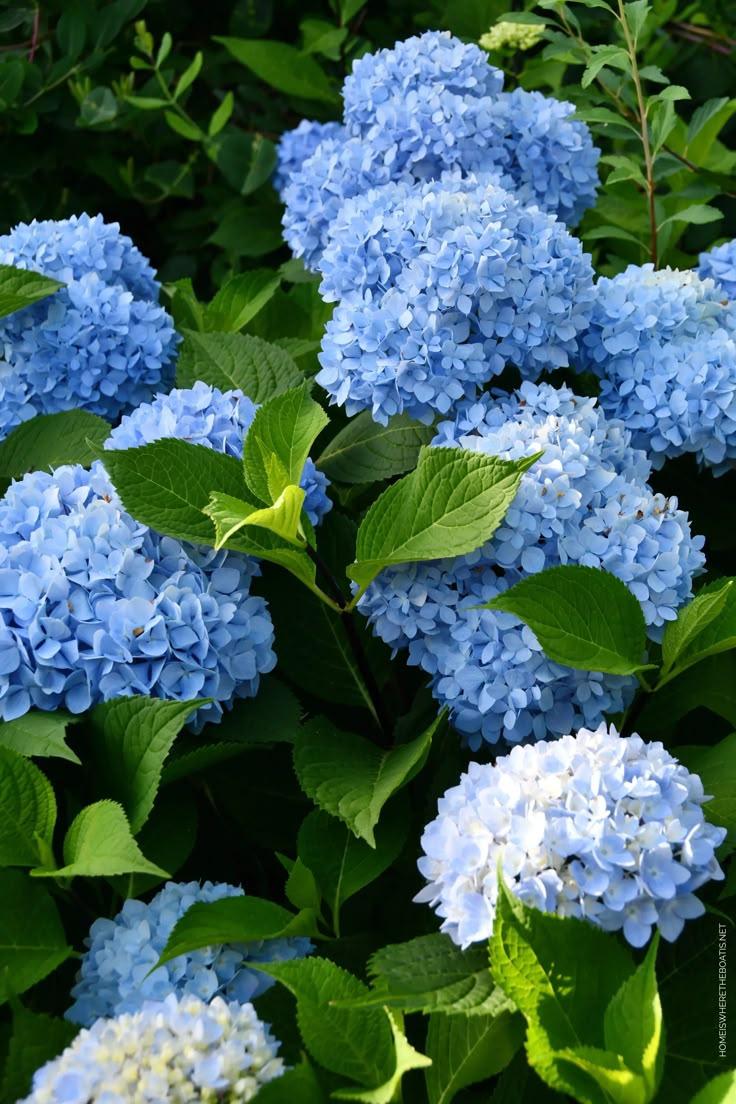 Enchanted Garden Vibrant Blossom Array